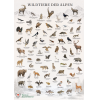 Wildtiere der Alpen Poster